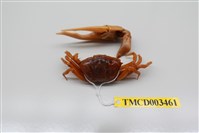 藏品(北方丑招潮蟹)的圖片